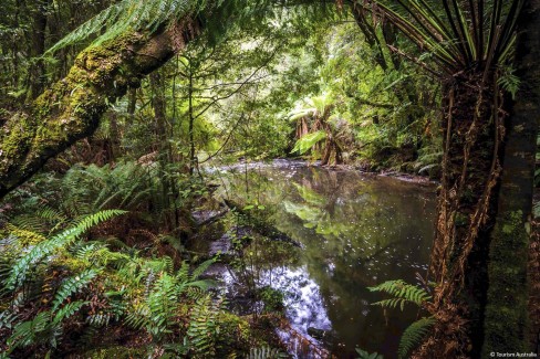The-Tarkine-Wilderness-Tasmanie