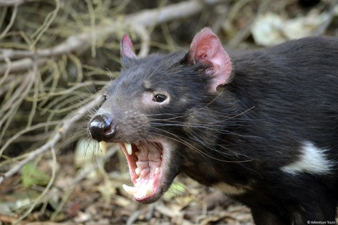 australia-tasmania-devil