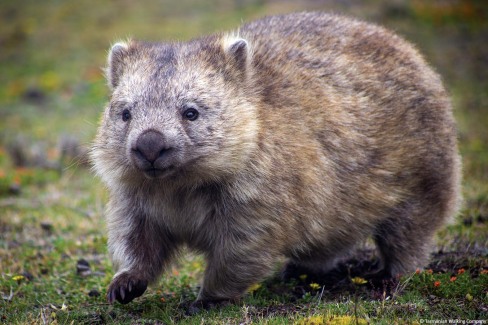 wombat-ile-Maria-island-Tasmanie
