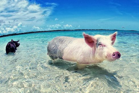 Cochons nageurs sur l'île d'Exuma