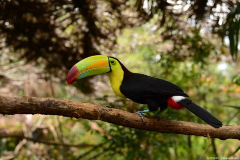 belizezoo-keel-billedtoucan74_34178052531_o-web