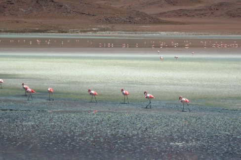 Flamand roses boliviens