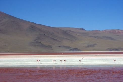 Laguna Colorada dans le désert bolivien