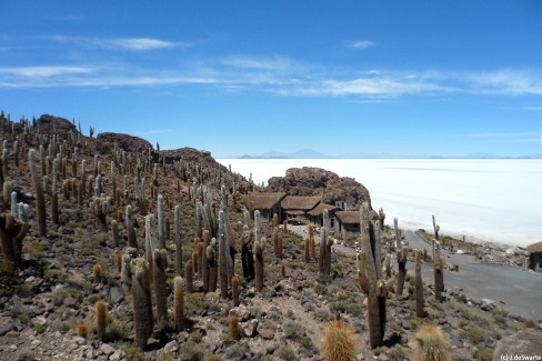 Le désert de sel d Uyuni depuis l'ile d'Incahuasi