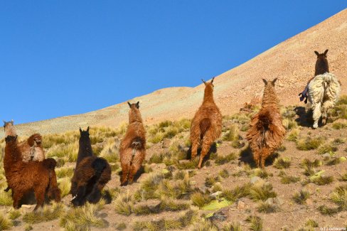 Troupeau de lamas dans le désert bolivien
