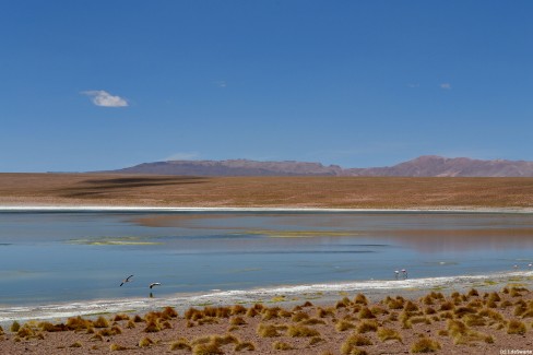 Une lagune du sud Lipez dans le désert bolivien