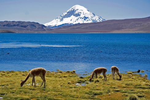 Le volcan Sajama en Bolivie