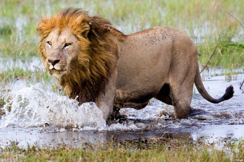 Chasse du lion