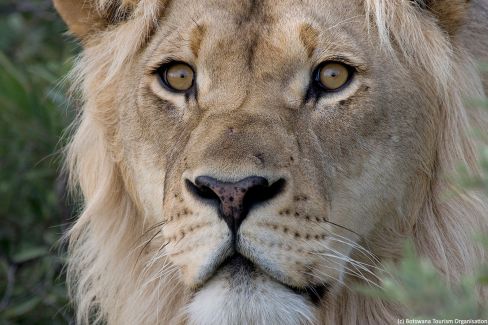 Le regard du "roi" lion