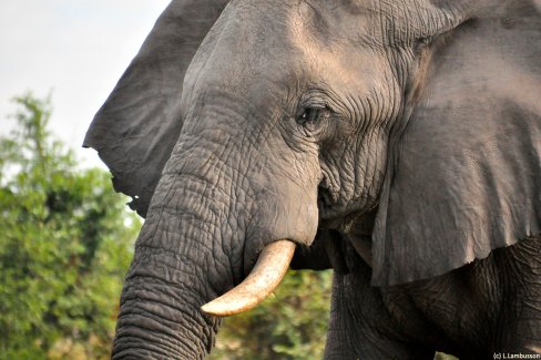 L'élégance de l'éléphant sauvage