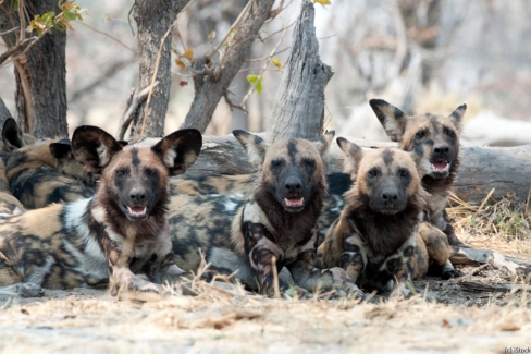 Meute de lycaons