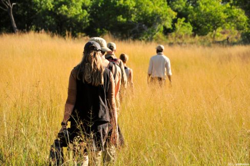 Safari à pied sur Chief Island : Moremi, delta de l'Okavango