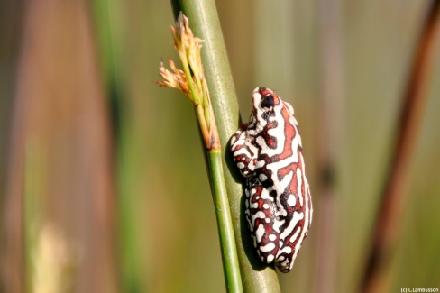 Grenouille du delta de l'Okavango