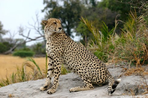 Le guépard dans la réserve de Moremi