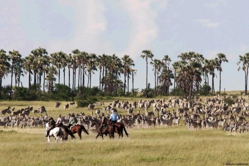 La migration des zèbres dans les Makgadikgadi Pans