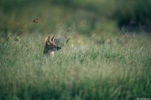 Chacal en observation dans les herbes hautes du Botswana