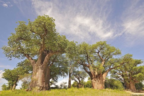 Les baobabs de Baines dans Nxai pan - Botswana