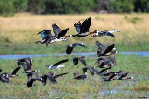 Retour des oiseaux migrateur dans la région de Savute au Botswana