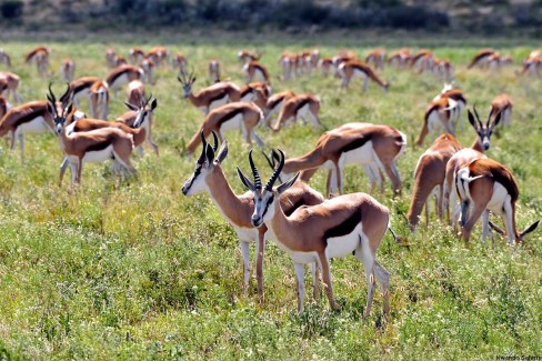 Springboks dans le Central Kalahari