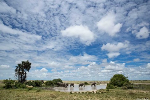 La pataugeoire aux éléphants dans le Central Kalahari