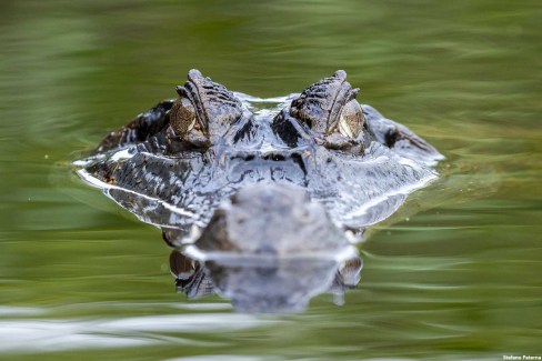 Caiman-Amazonie-Stefano-Paterna-web