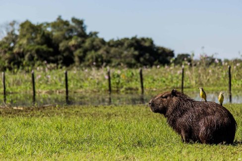 Capybara-Pantanal-web