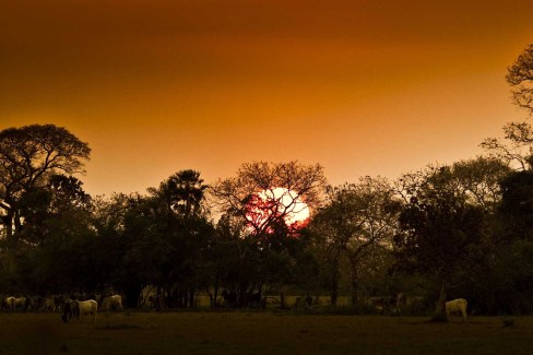 Coucher-du-soleil-sur-le-Pantanal-web