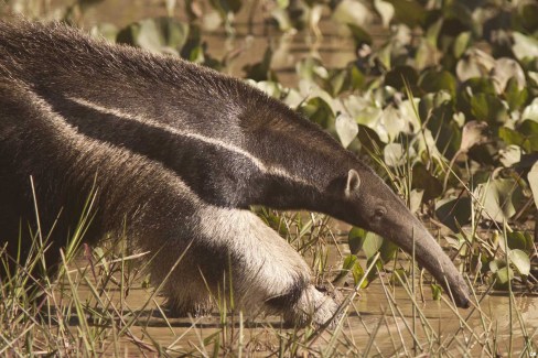 Tamanoir-Pantanal-web