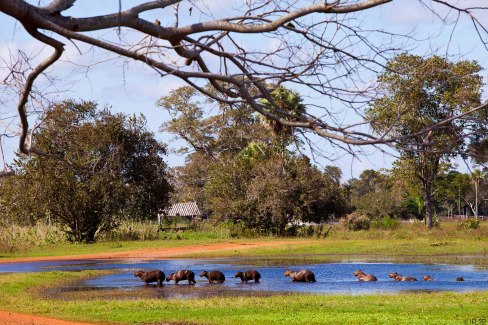 ID-SB-Capivaras-Capybaras-web