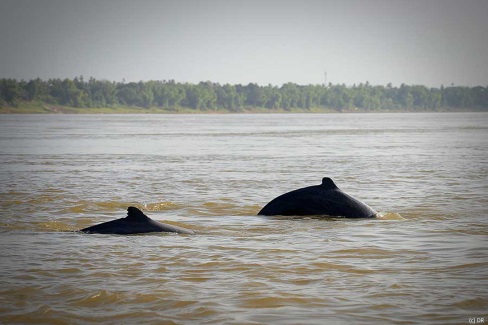 Dauphins de l'Irrawady