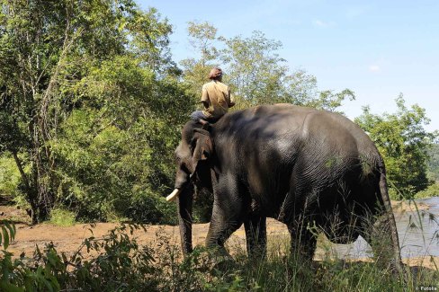 Kornac sur le dos de son éléphant dans la région du Mondolkiri