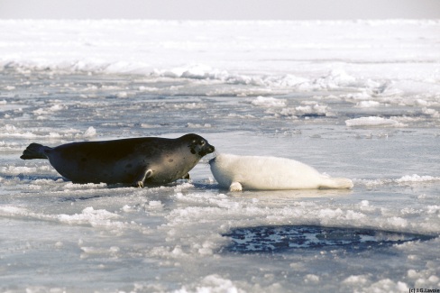 4 - Iles de la Madeleine phoques (credit Lavoie, Jean-Guy)-web