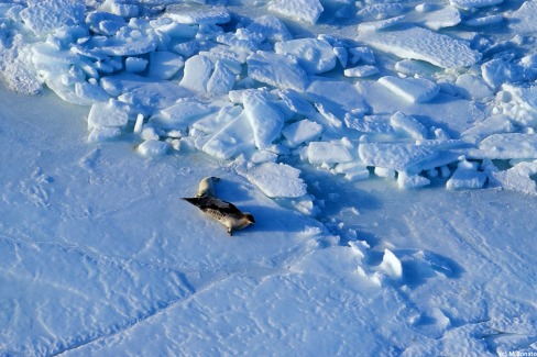 1 - Iles de la Madeleine observation des blanchons sur la banquise (crédit Michel Bonato)-web