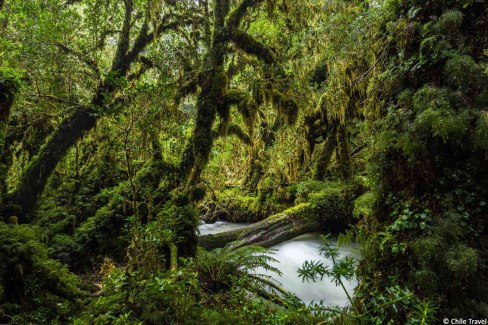 Foret-de-Queulat-Chile-Travel-web