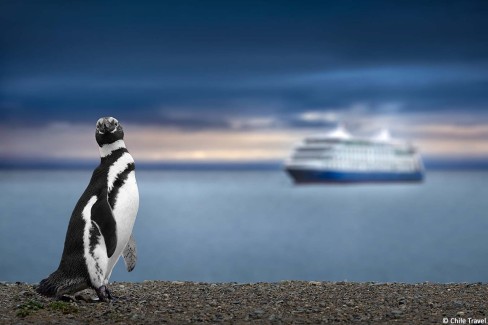 Pingouin-de-Magellan-Chile-Travel-web