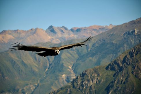 12-Condor-Unsplash-Jean-Vella-Condor-web