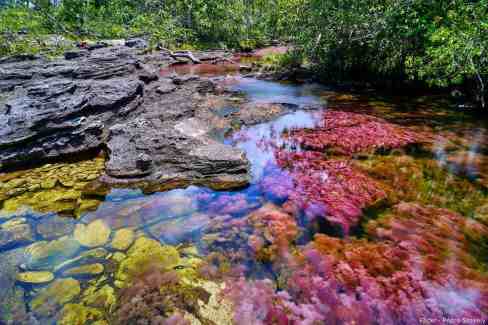 7-Cano-Cristales-1-Flickr-Pedro-Szekely-Cano-Cristales-web