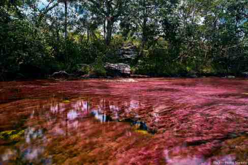 8-Cano-Cristales-2-Flickr-Pedro-Szekely-Cano-Cristales-web