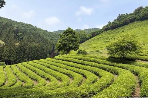 Plantation de thé de Boseong
