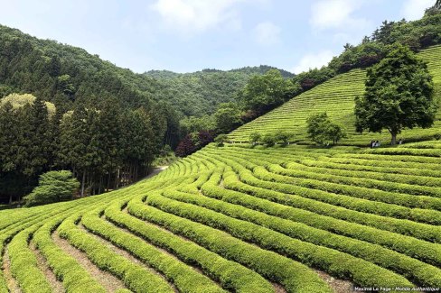 Plantation de thé à Boseong en Corée du Sud