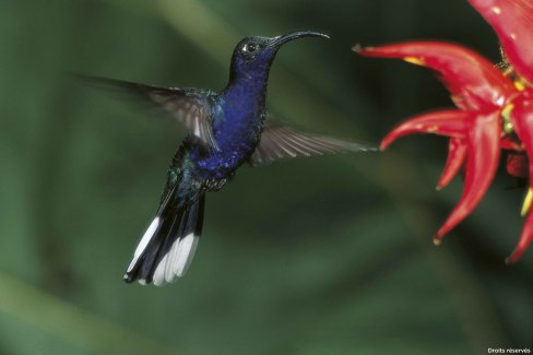 Colibrí ala de sable violáceo (macho) (Campylopteros nemileucurus). Costa Rica