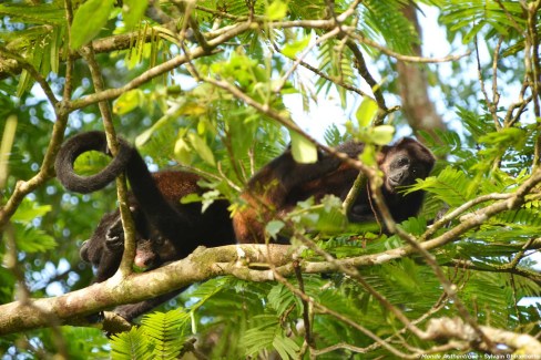 Singe-Tortuguero-SG