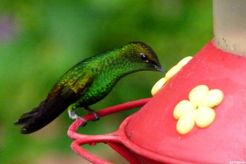 Colibri dans la région de Monteverde