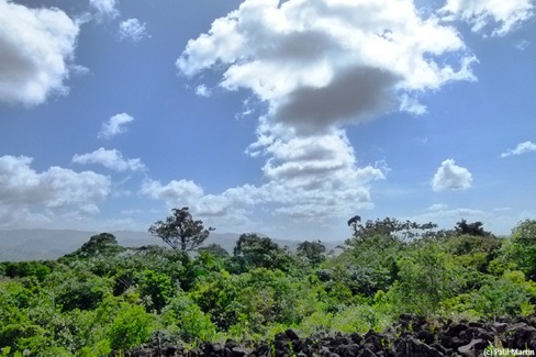 La jungle dans la région du volcan Arenal