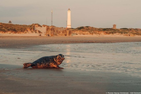 Plage de Blåvand, Jytland, Danemark