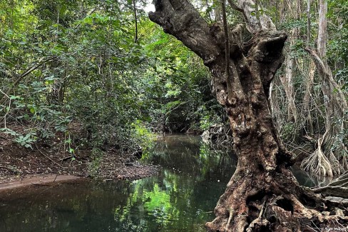 Mangrove de l'Idian River à Portsmouth, île de la Dominique