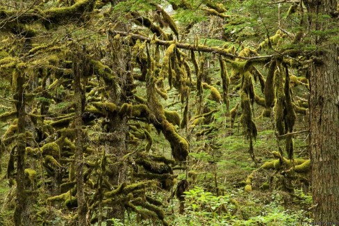 Forêt de mousse à Kodiak