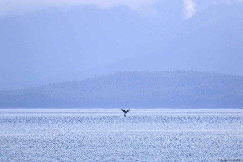 Baleine dans les fjords de la Panhandle