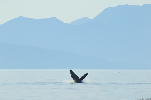 Baleine dans les fjords de la Panhandle