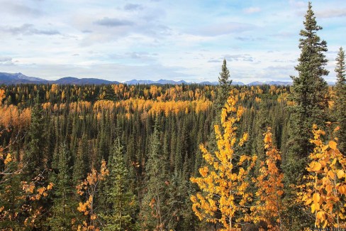 Forêt aux abords du Parc national de Denali